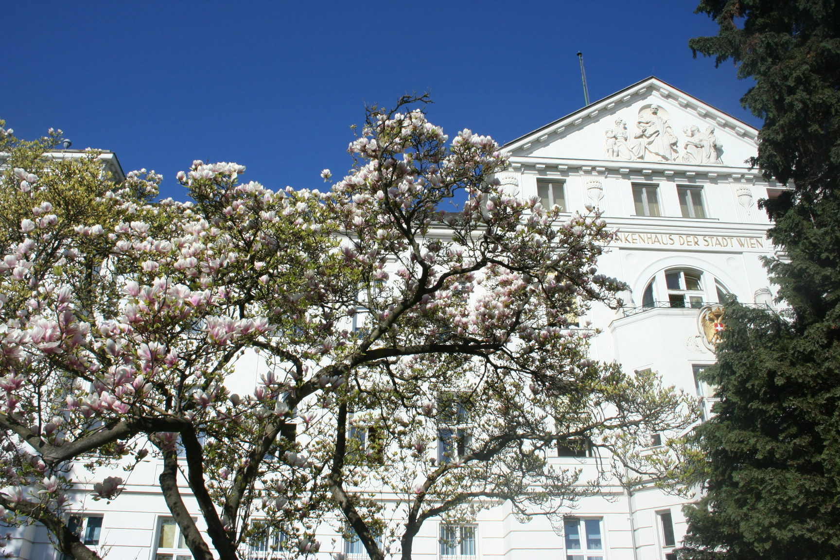 Klinik Hietzing mit blühendem Baum und blauem Himmel